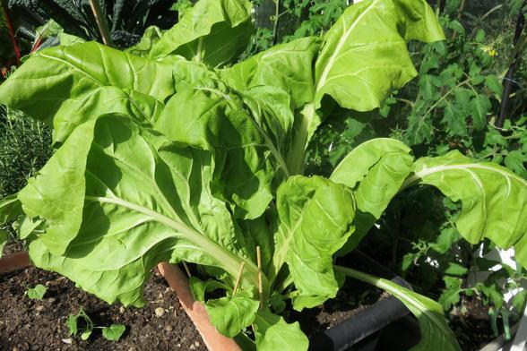 Eine große Mangoldpflanze mit hellgrünen, breiten Blättern wächst in einem Pflanzgefäß im Garten. Die Blätter sind kräftig, glatt und leicht gewellt, mit dicken, hellen Mittelrippen. Einige Blätter biegen sich weit nach außen und überragen den Topfrand. Im Hintergrund stehen weitere Gemüsepflanzen dicht beieinander.