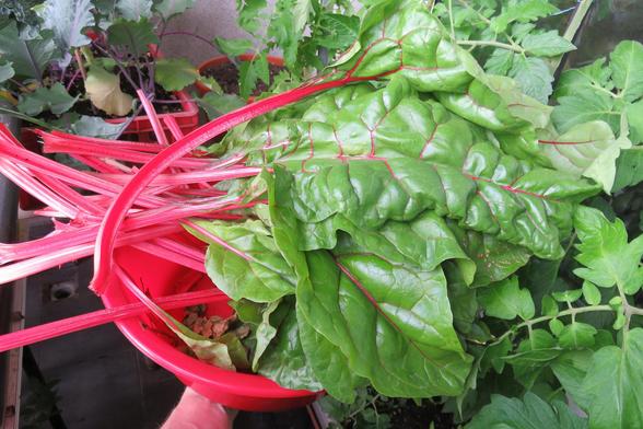 Eine rote Kunststoffschüssel wird in der Hand gehalten und ist randvoll mit frisch geerntetem Mangold. Die großen, glänzenden grünen Blätter wirken kräftig und gesund. Auffällig sind die langen, leuchtend roten Blattstiele und die roten Blattadern.