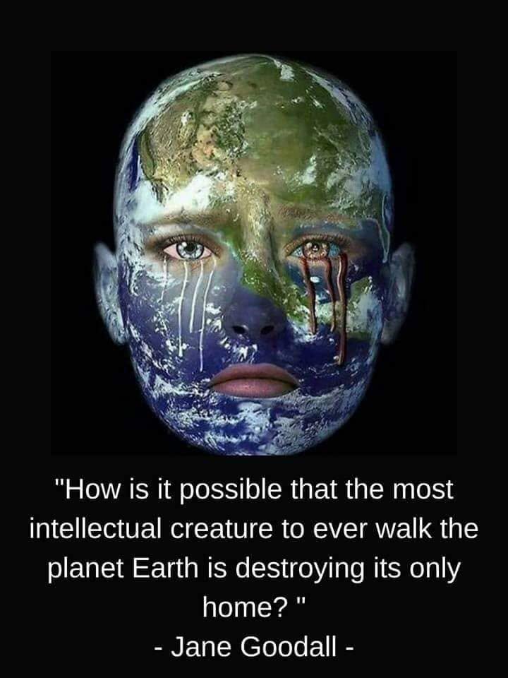 We see a face of a woman without hair, her face is covered with planet earth shapes and colors. She looks serious.
Text says How is it possible that the most intellectual creature to ever walk the planet Earth is destroying its only home? - Jane Goodall