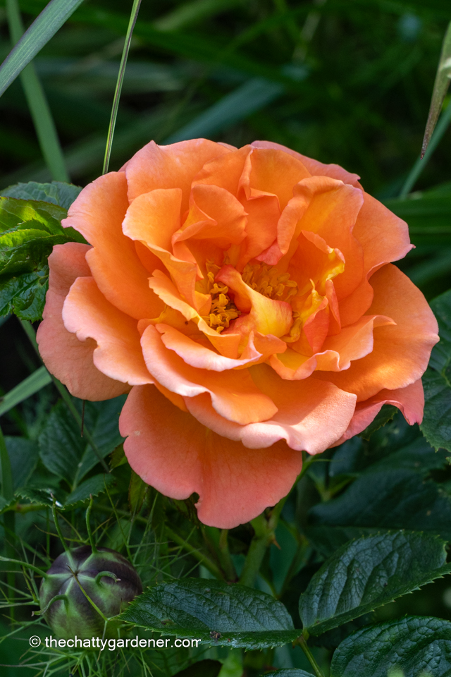 Orange rose flower.