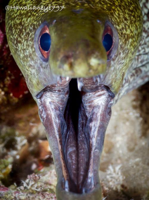 A tan-colored eel with its mouth wide open at an ocean reef. Some of its teeth are visible at the most forward parts of its upper and lower jaws. It has round yellow-brown eyes and mottled with fine dark marks.