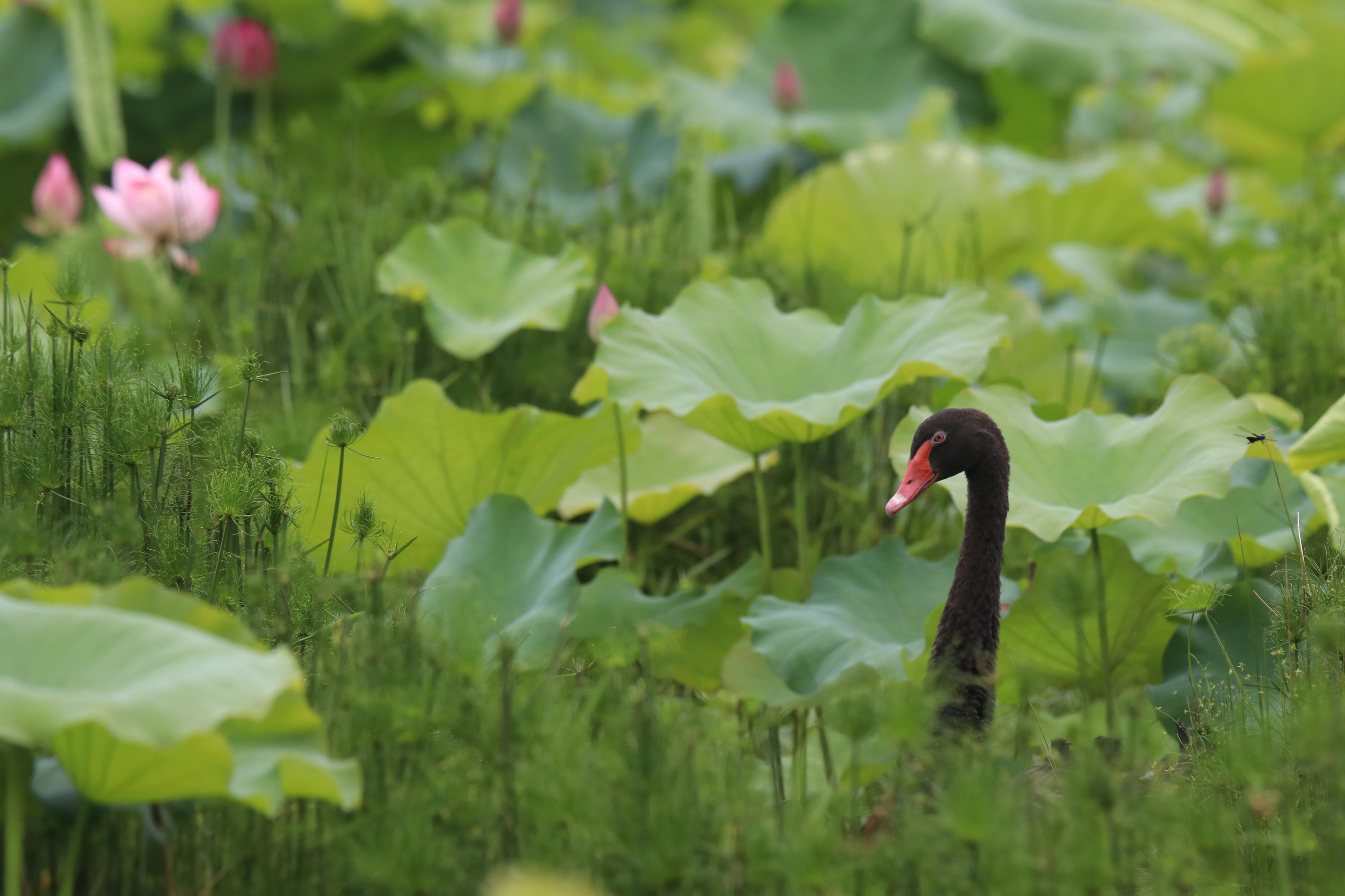 A black swan is among green lily pads and reeds in a serene wetland setting with its head and neck visible. Large, circular lily pads dominate the background, their broad leaves creating a dense foliage.
