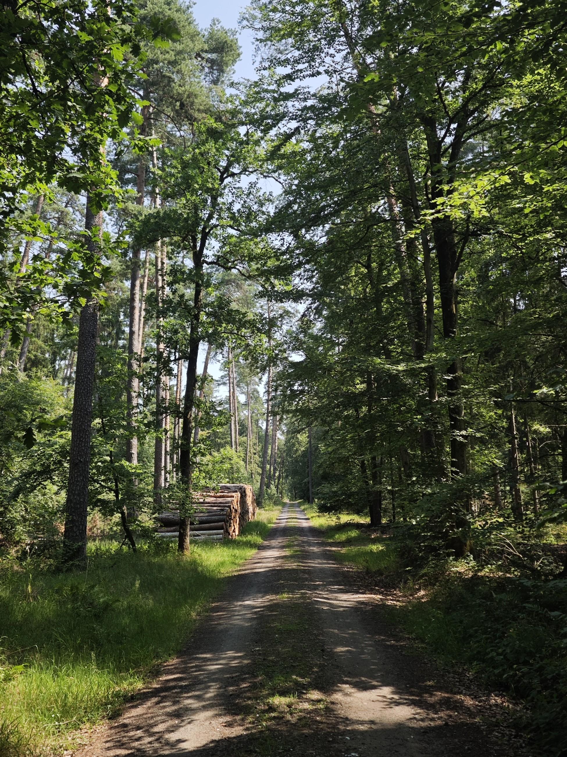 A narrow dirt path runs straight through a green forest. Tall trees rise on both sides, and a wooden bench or small structure sits along the path in the mid-distance under bright daylight.