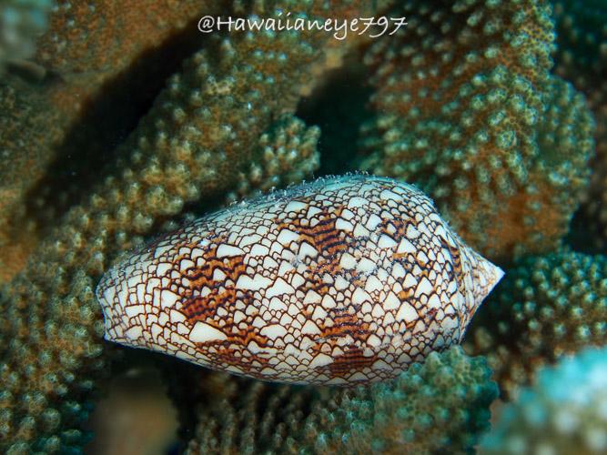 A white cone shell, larger on one end and tapering gently, pauses on a coral at an ocean reef. The venomous shell is marked with fine irregular over-lapping triangles, with three faint orange-brown bands circling its shell.