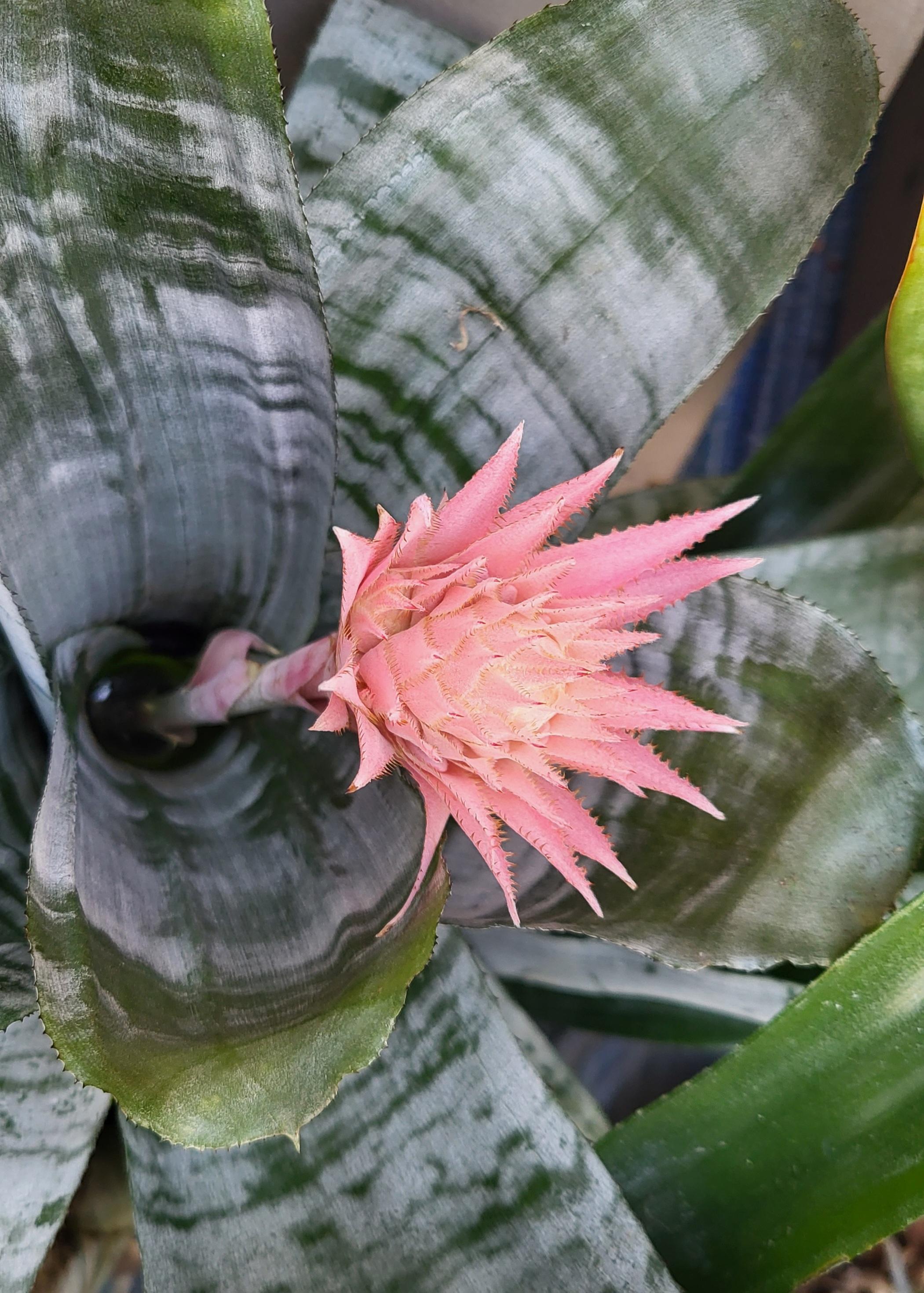 Aechmea fasciata bromeliad with growing pink inflorescense.