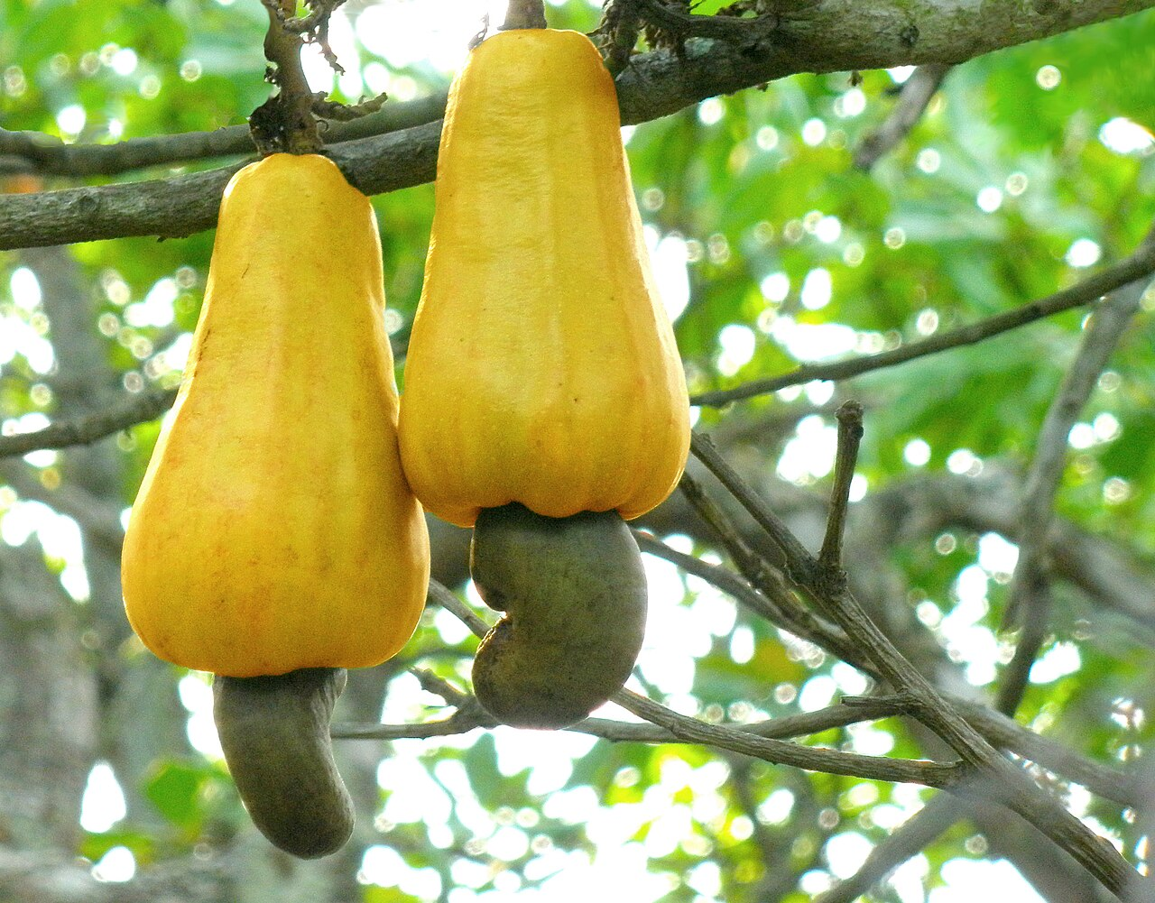 Zwei leuchtend gelbe Cashewäpfel hängen an einem Ast. Unten an jedem Apfel sitzt außen die graugrüne, nierenförmige Cashew-Frucht mit dem Kern.