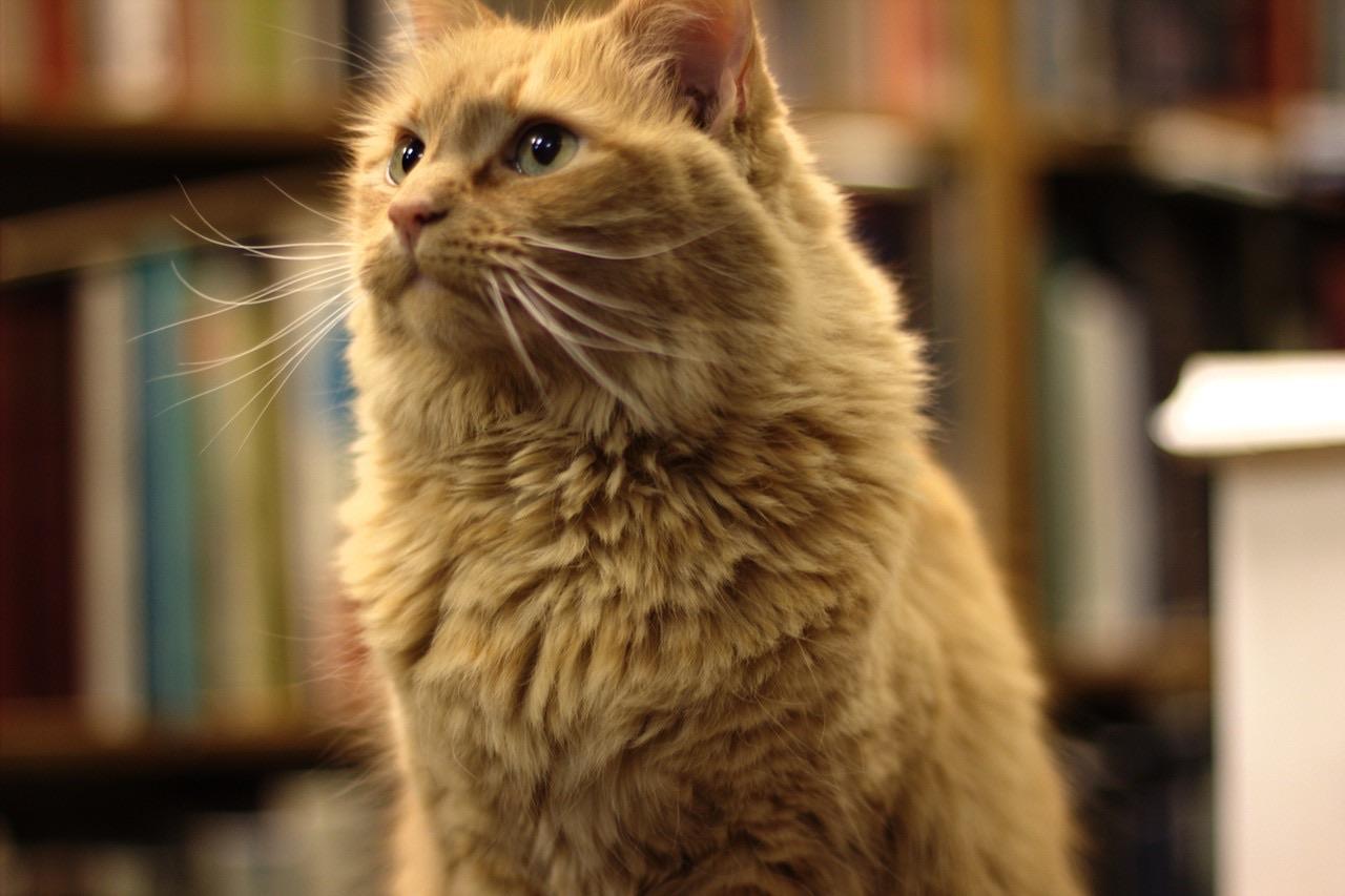 A fluffy orange cat sitting calmly, gazing off to the side, with a blurred background of bookshelves.