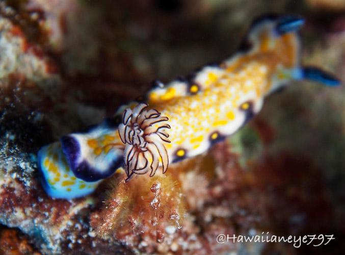 A sea slug covered with raised yellow marks and trimmed with regal purple crawling over an ocean reef. Its gills appear as white pom poms trimmed with dark edges.