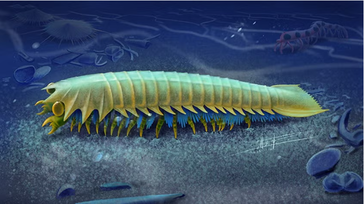 Artist’s impression of Urokodia. 518-million-year-old fossil from China may preserve the earliest known precursors to spiders’ fangs. (CREDIT: Xiaodong Wang)