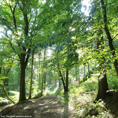 Waldweg mit lockerem Laub und Erde führt leicht ansteigend durch einen lichten, grünen Mischwald. Sonnenstrahlen dringen durch das dichte Blätterdach und erzeugen helle Lichtflecken am Boden. Überhängende Äste mit frischem Laub rahmen den Weg ein. Im Hintergrund sind hohe, gerade Baumstämme zu sehen.