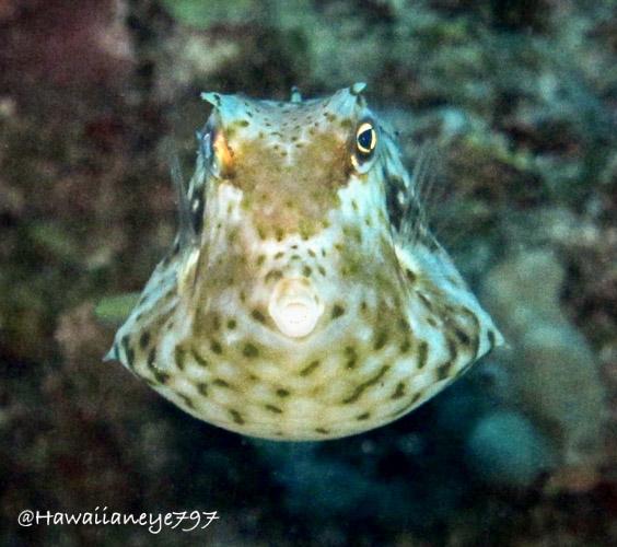 An oddly shaped fish - triangular straight on, and like a tiny rugby ball in profile - hovers over an ocean reef. The fish has a pointed snout and mouth. Its eyes sit high on its body, and is is lightly colored and covered with mottled spots of varying shades.
