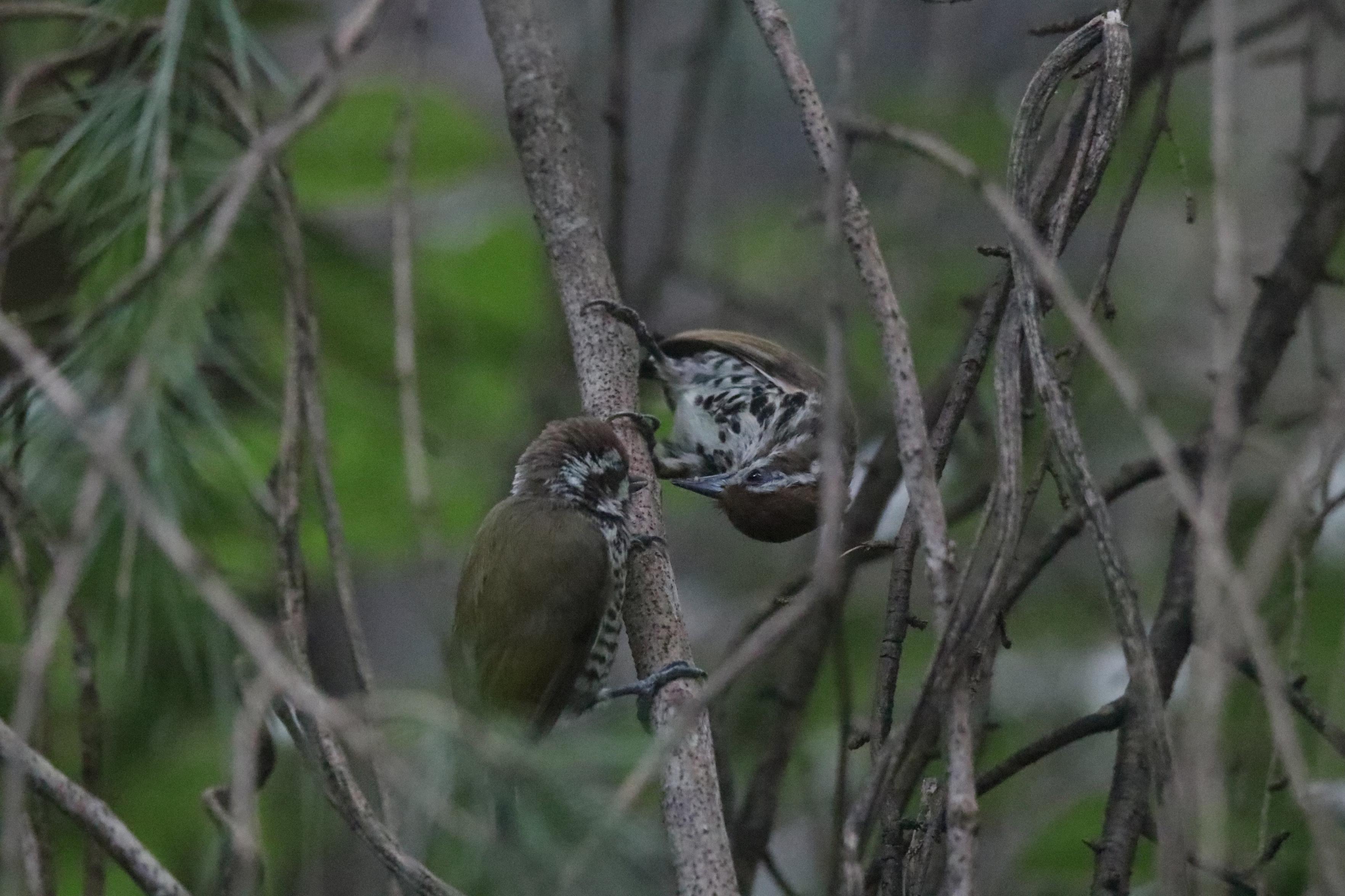 A close-up photograph captures a pair of Speckled Piculets perched on thin branches within a dense, leafy environment among dry twigs. Speckled Piculets is an unique tiny woodpecker with olive-yellow wings, brown-and-white striped head, and black-spotted white breast and belly. The bird on the right just fed the juvenile bird on the left.