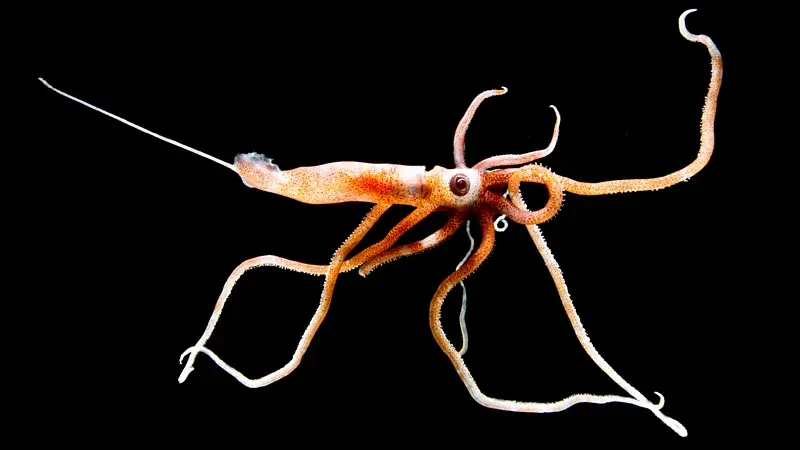 Squid.
(Credit: Dante Fenolio/ Science Photo Library)