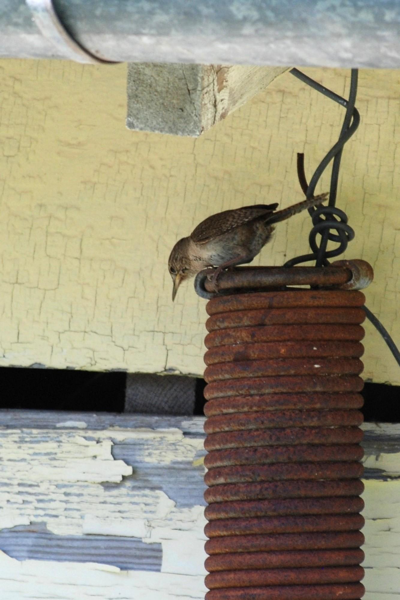 A House Wren is perched on the edge of a large rusty spring that's hanging under the eaves of a building.   The wren is looking down toward the ground.  A pair of wrens has their nest inside this spring.