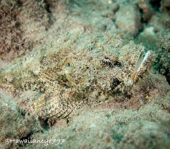 What appears to be a section of featureless debris on an ocean reef is actually a well-camouflaged fish. Its mouth is visible in the highlighted circle to the right of the photo. Its pectoral fin is visible as several parallel lines at the lower left center of the photo.