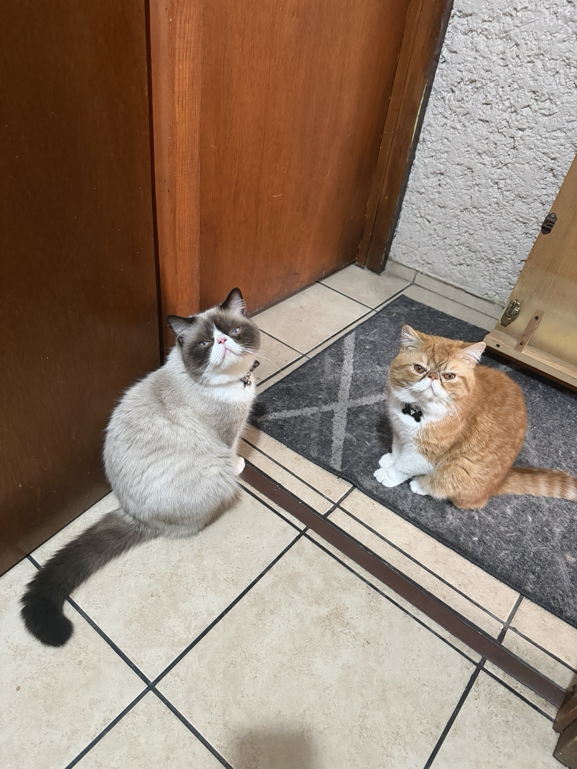 Two cats sitting and looking at the camera; they have pushed open the bathroom door