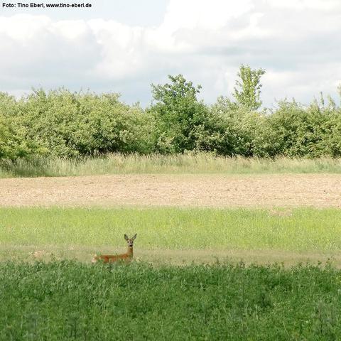Ein Reh steht aufmerksam in einer grünen Wiese am Rand eines Feldes. Im Hintergrund wechseln sich bewachsener Ackerboden und eine Hecke aus dichten, grünen Büschen und Bäumen ab. Über dem Horizont hängen helle Wolken am blauen Himmel. Die Szene wirkt ruhig und naturbelassen.