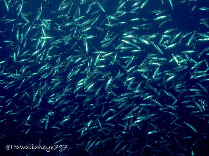A cluster of several hundred silvery fish.