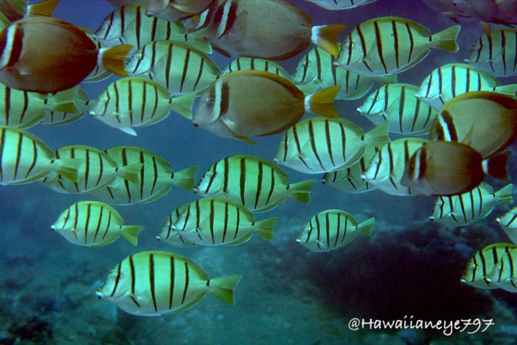 A cluster of yellow fish, with a few brown fish, swimming to the left of the photo at an ocean reef. The fish have rounded profiles. The yellow fish have five vertical black bars on their sides, and the brown ones have a white bar surrounded by black behind their eyes.