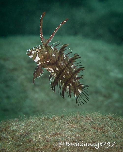 A brown fish with what appears to be frilled fins swimming over a sandy patch at an ocean reef. The fish is marked with a jumbled dark and white pattern. It has long tendrils on its head that look like antennae. Its fins are alternately brown and clear, which gives it the appearance of a spiky leaf.