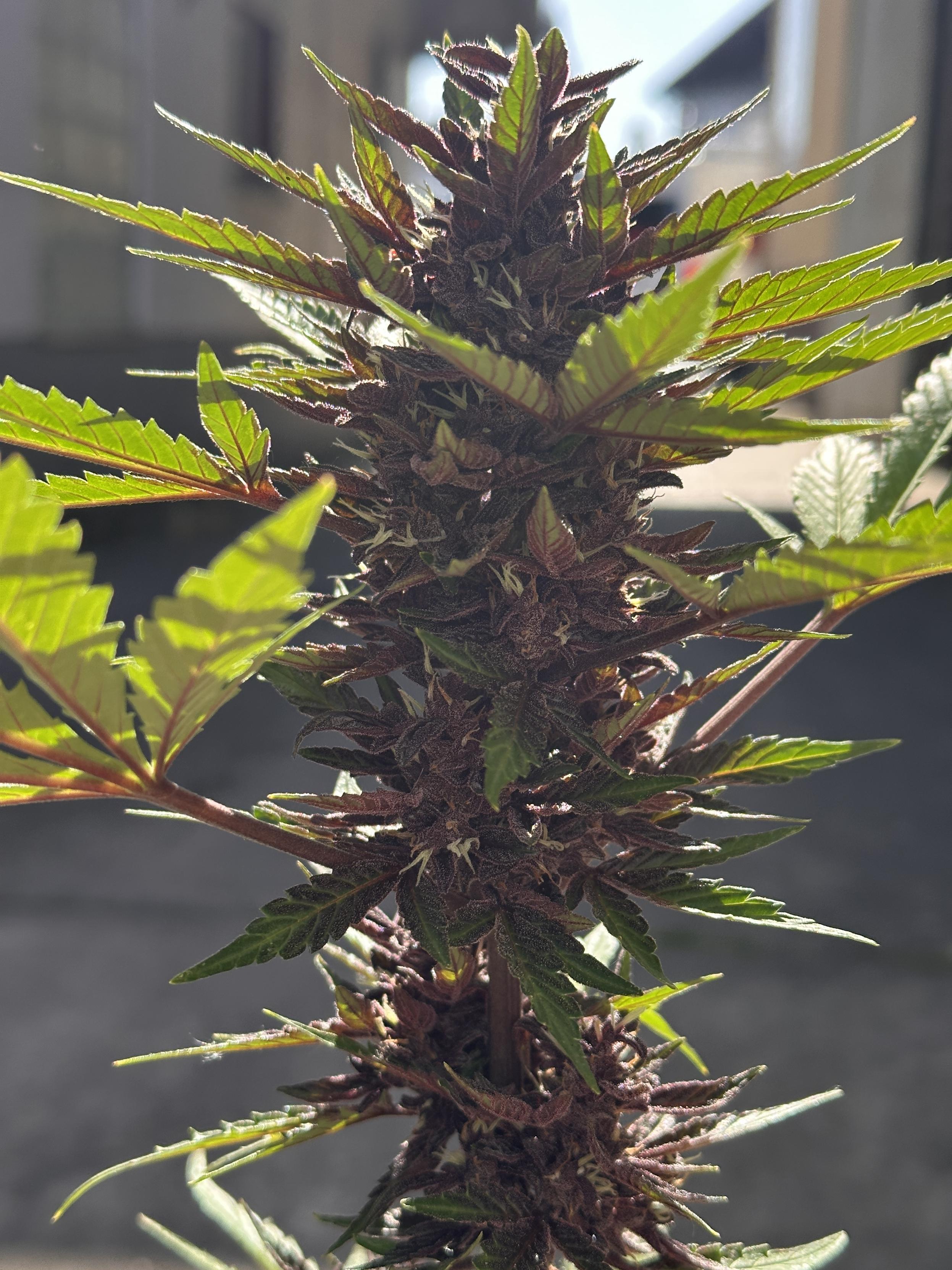 Foto zeigt den Headbud einer Purplematic CBD im Gegenlicht. Die Blüten sind tief dunkel lila.