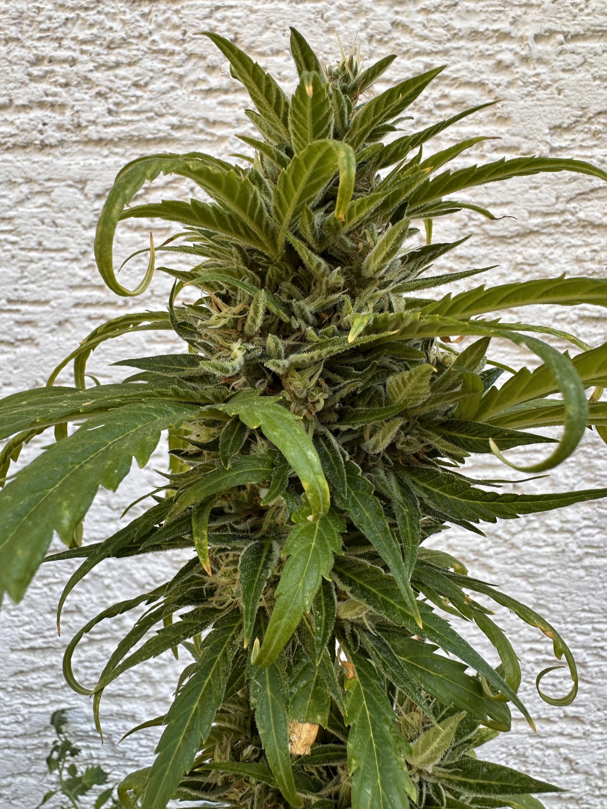 Foto zeigt den Headbud einer Alpine Delight. Die Pflanze ist normal grün, die gelb werdendenen Fächerblätter lassen bereits erkennen, dass sie sich dem Ende der ihr vergönnten Lebenszeit nähert.