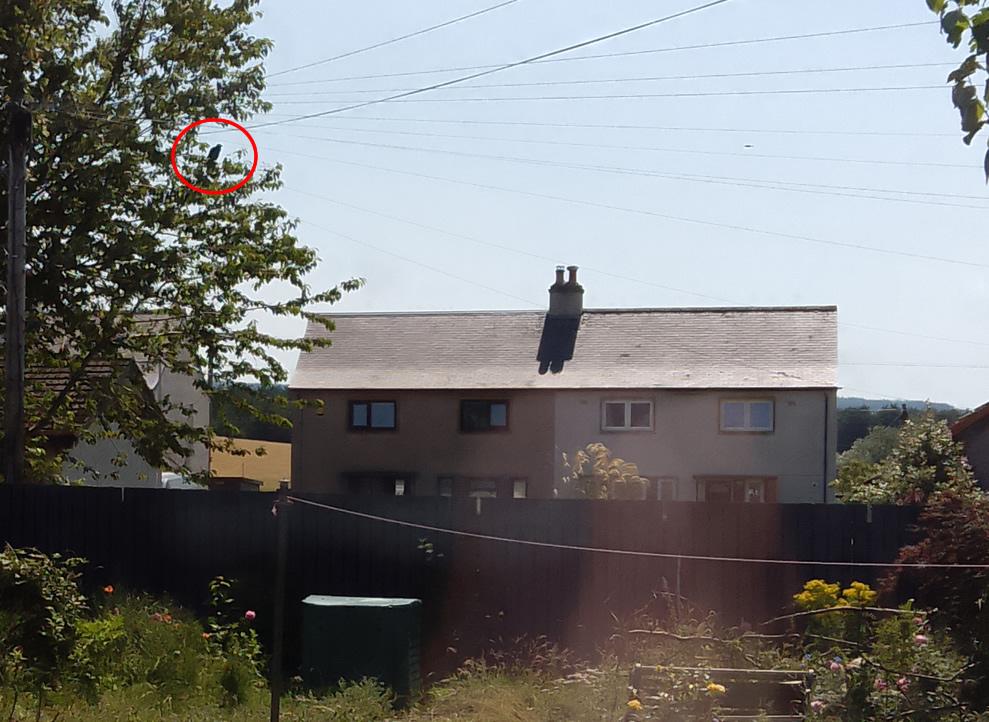 A snapshot of our back garden on a sunny, breezy day. To the left is a large sycamore tree with a fledgling crow sitting in it; there's a red circle to pinpoint the spot. At the bottom of the shot is an old garden bench with a trellis around it made of gathered driftwood.