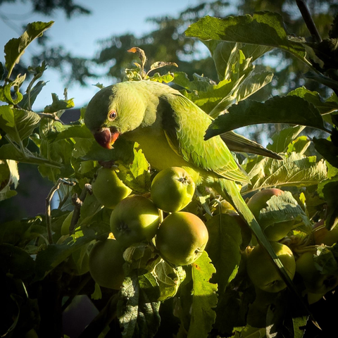 Geen green apple stealing parakeet 