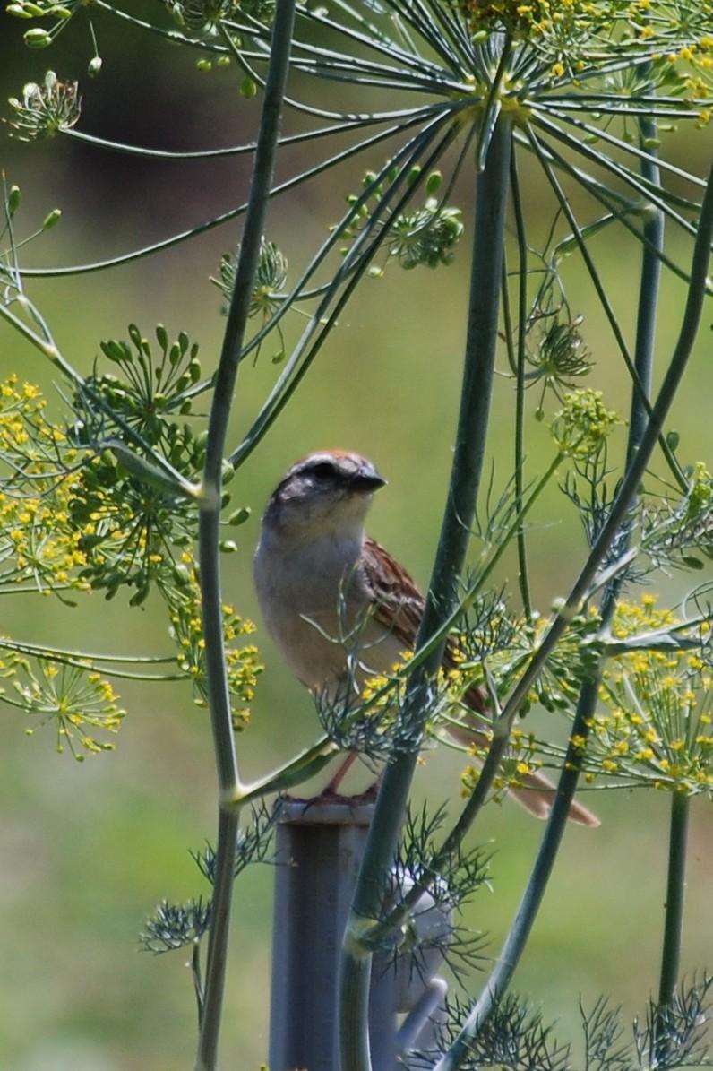 A small bird has landed on the top of a green plastic post.  The bird is seen through the tall green stems of a dill plant that is toward the end of its flowering period -- yellow flowered umbels are seen on both sides and above the bird.