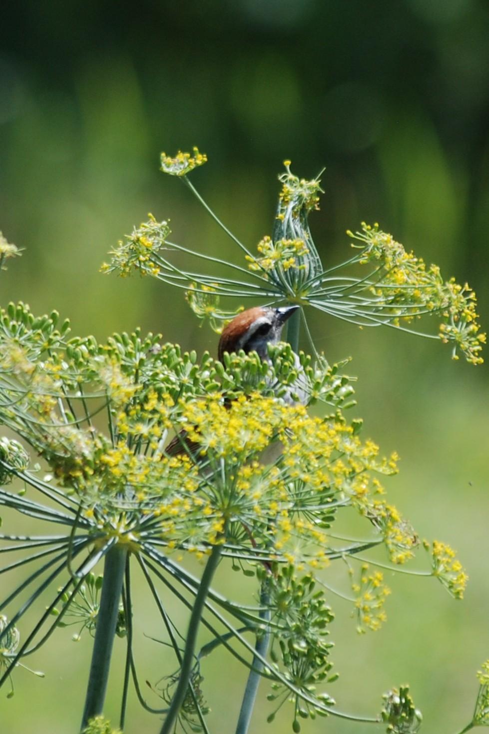 The bird has ascended to the bottom of the uppermost umbel of flowers.  The bird's rusty cap is visible, but most of the bird is hidden behind the tiny yellow flowers of another umbel.