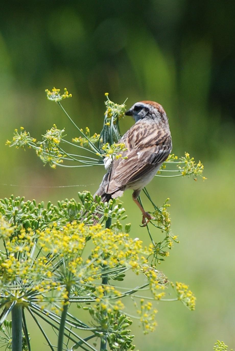 The bird has now gone up to the very top flower cluster and is picking at the flowers/seeds.  The top umbel seems pretty sparse, and I suspect the bird has done this before.