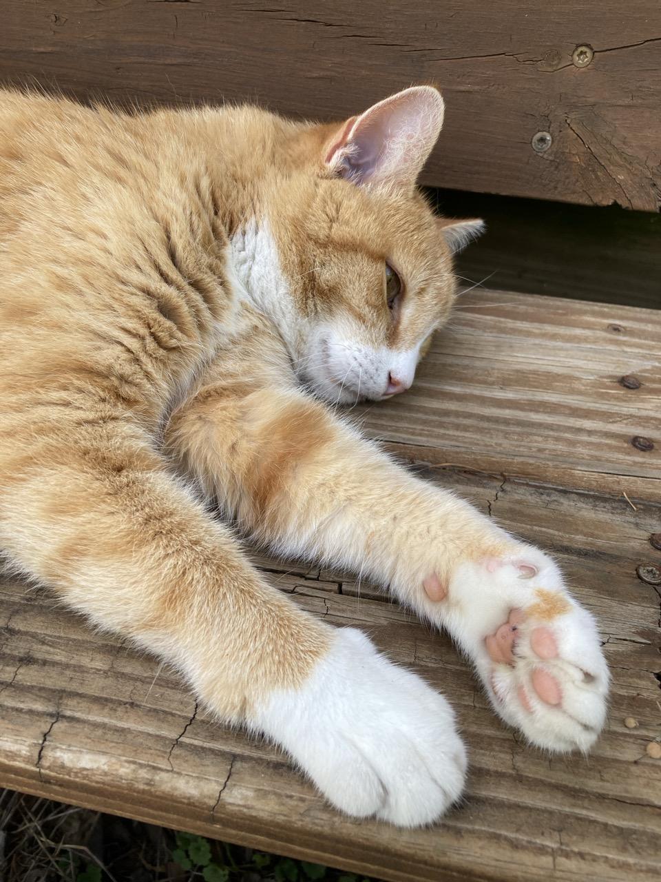 The front 1/3 of an orange and white cat who is sprawled out on a wooden step in the shade.  We see the two front legs stretching forward, and the left paw is turned upward revealing pink toe beans trimmed with white fur.
