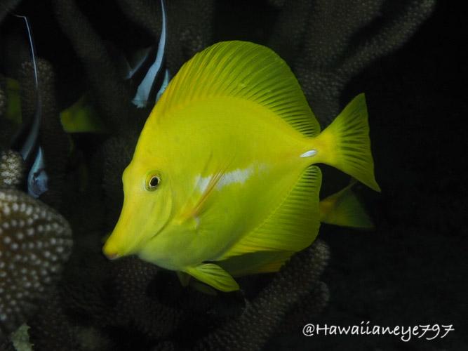 A flattened disc-shaped yellow fish swimming over an ocean reef. The fish has a pointed snout.