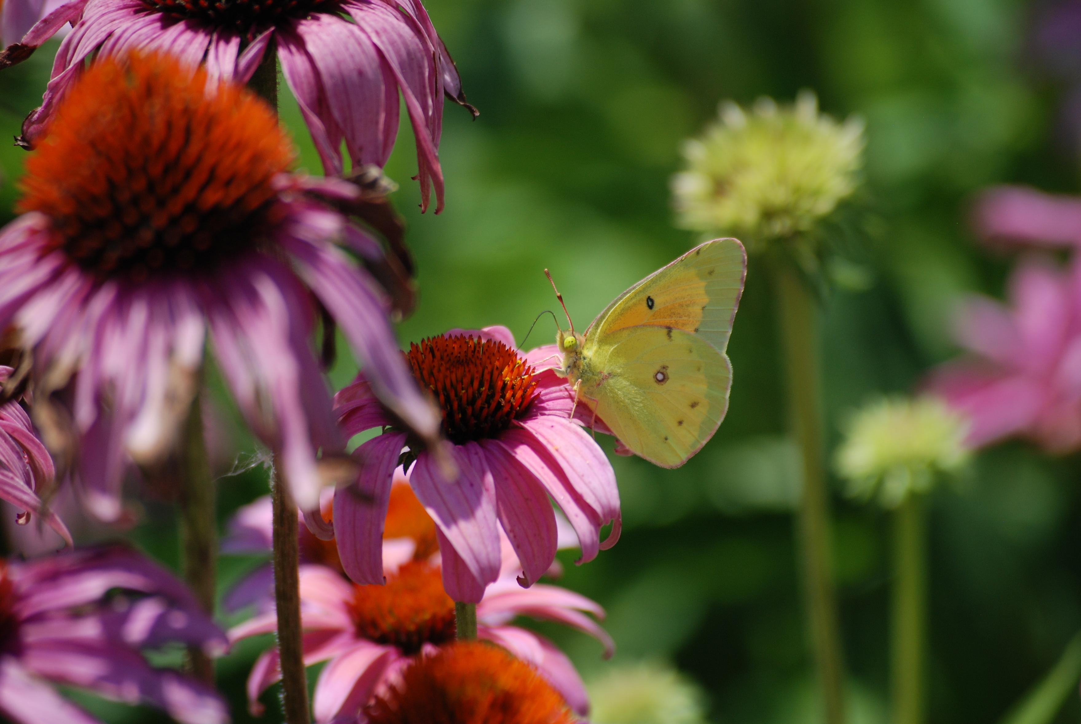 A small yellow butterfly is feeding on a purple coneflower.   Its long feeding tube (proboscis) loops up and then down into the center fo the flower.