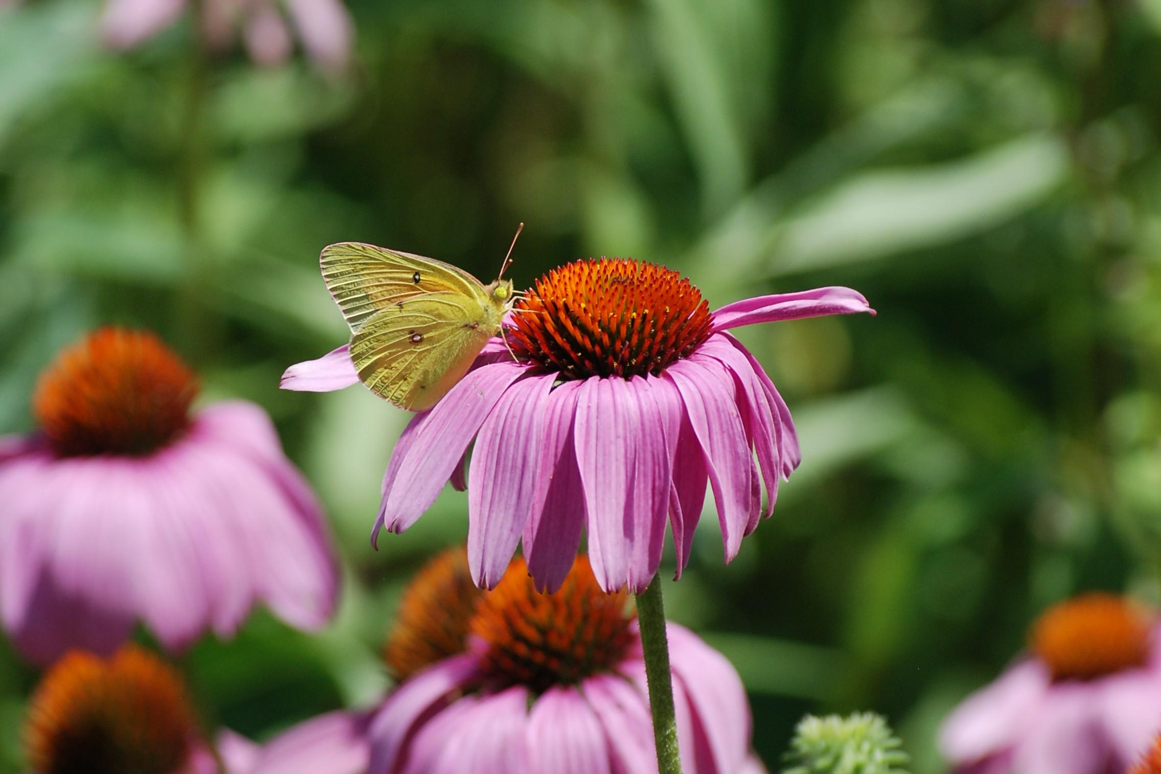 This shot features a single purple coneflower in peak condition.  The butterfly is perched beside the center of the flower.   The ridges (wrinkles) in the wings show up clearly.