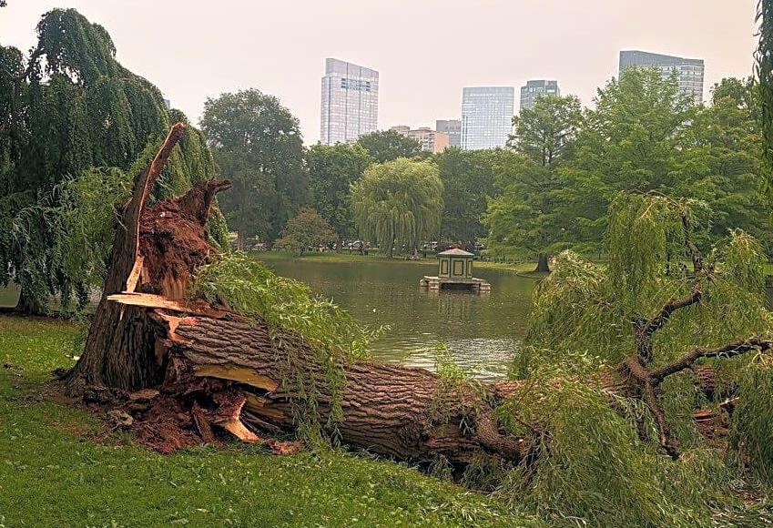 Willow falls into lagoon