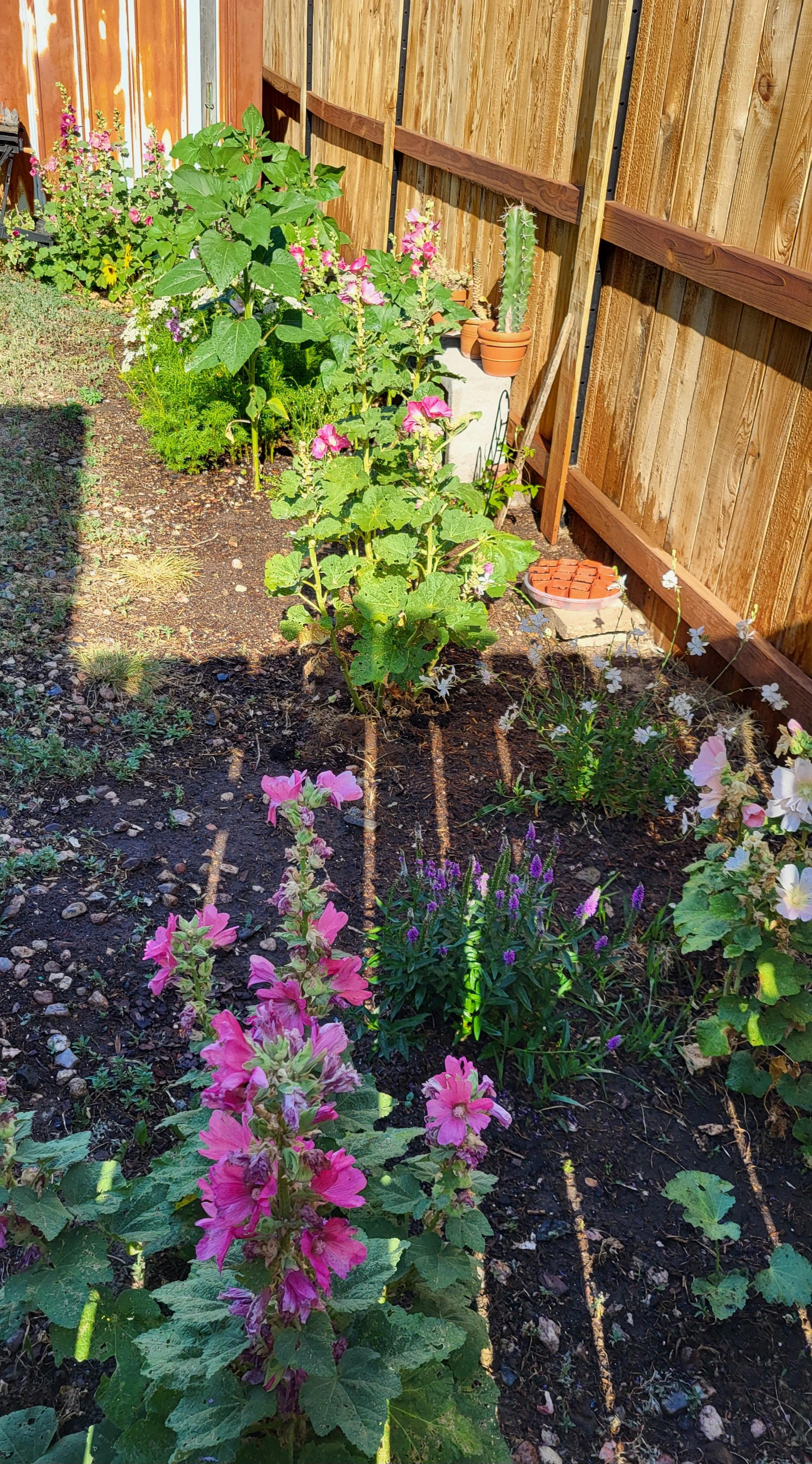 Ann's little backyard garden, including (but not limited to) hollyhocks, lavender, sunflowers, cosmos, clematis.