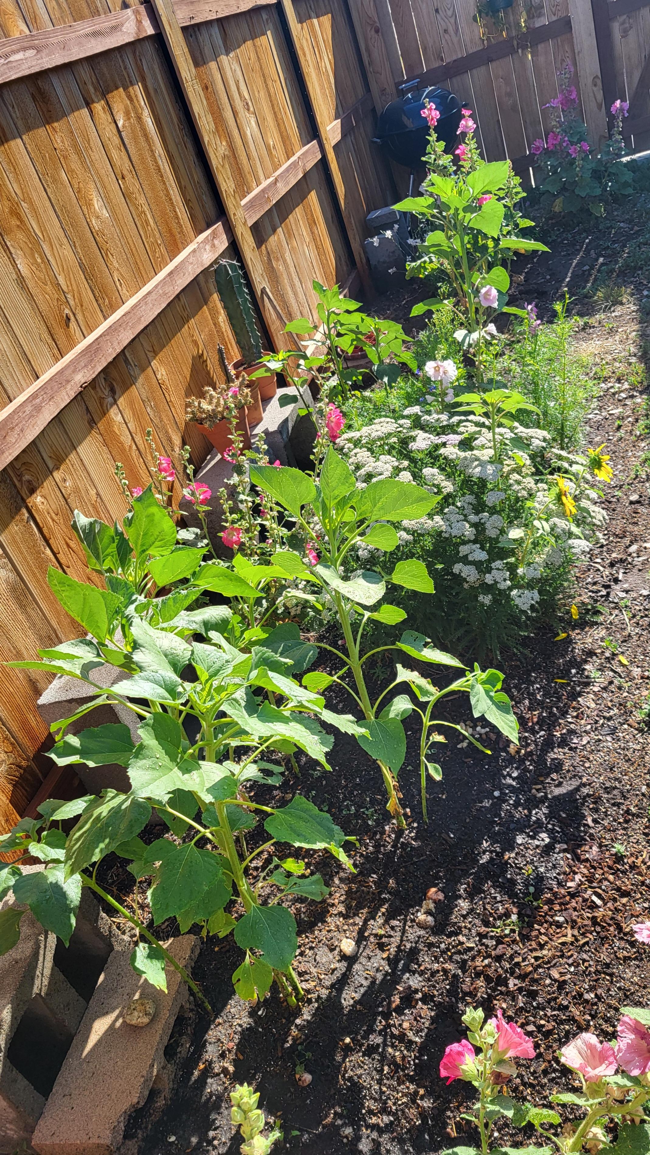 Ann's little backyard garden, including (but not limited to) hollyhocks, lavender, sunflowers, cosmos, clematis.