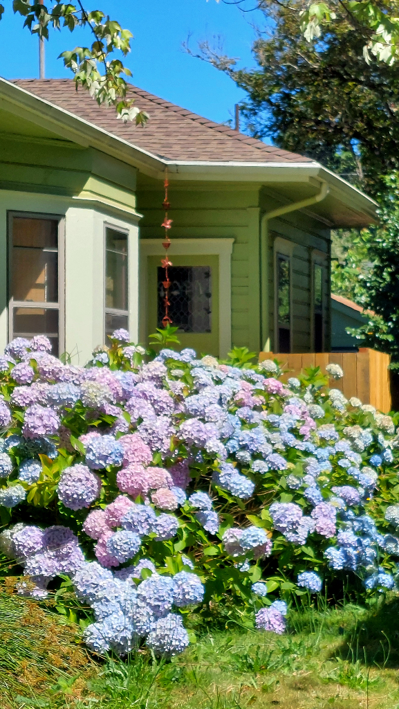 A celery green house with an angled bay window and low pitched hipped roof has blue, pink, and lavender hydrangeas bursting out of their yard. This corner of the house is seen against a clear blue summer sky.