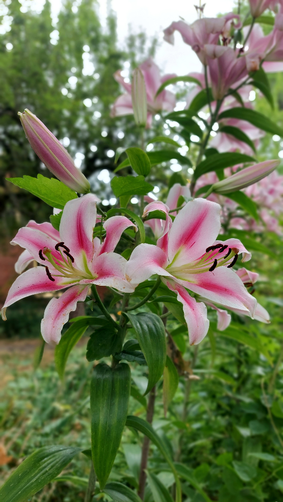 Looking up at tall pink and white lilies on a cloudy day