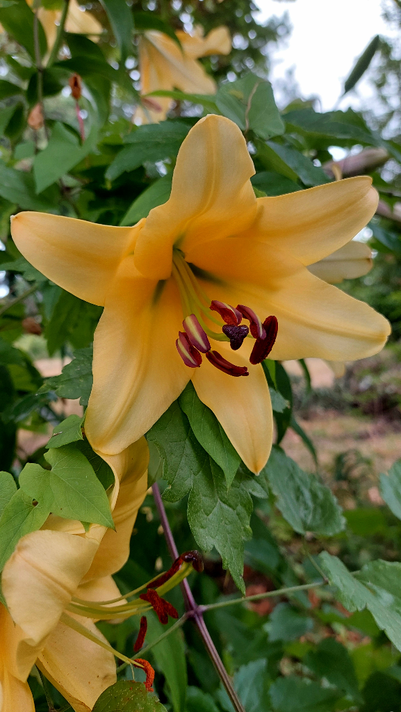 Golden lilies with rust colored anthers