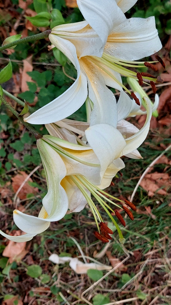 White lilies with light golden throats and rust colored anthers