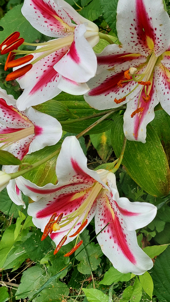 Very funny looking white lilies with rosy orange stripes on the petals, red dots overlaying the white and rose petals, and orange anthers