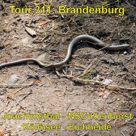 Eine Blindschleiche, eine gliederlose, glänzend braune Reptilienart, schlängelt sich über einen Waldweg. Der Boden ist mit Kiefernnadeln, kleinen Zweigen und trockenen Blättern bedeckt. Die Blindschleiche ist in der Mitte des Bildes und durch die Sonneneinstrahlung gut sichtbar. Sie hebt sich durch ihre glatte Haut und die längliche Form von der rauen und strukturierten Umgebung ab. Das Umfeld wirkt natürlich und unberührt.
