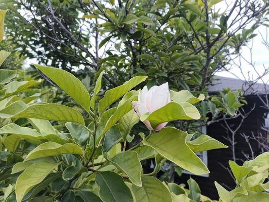 Dichtes grünes Laub eines Baums füllt den Großteil des Bildes. Im Vordergrund befindet sich eine große, tulpenförmige Blüte mit weißen Blütenblättern und einem zarten Rosaton an der Basis. Die Blüte ist teilweise von hellgrünen Blättern umgeben. Im Hintergrund sind weitere Äste und Blätter zu sehen, daneben einige kahle Zweige.