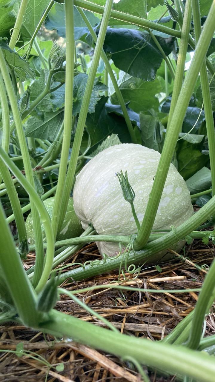 Two squash (Seminole Pumpkins) are resting on oat straw amid green vines. The large green leaves form a canopy overhead.   One squash measures about 9 inches / 23 cm in diameter.   The one behind it is baseball sized.