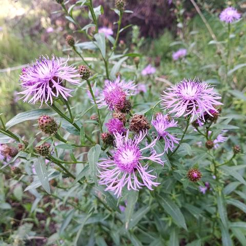 Eine Wildpflanze mit zahlreichen violett-lila Blüten steht in einem natürlichen Umfeld. Die Blüten haben viele schmale, strahlenförmig angeordnete Blütenblätter, die an Distelblüten erinnern. Die grünen Blätter sind schmal und leicht lanzettlich. Um die offenen Blüten herum befinden sich zahlreiche geschlossene oder verblühte Knospen.