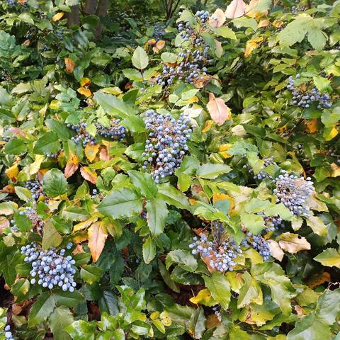 Ein dichter Strauch mit glänzenden, gezackten Blättern trägt zahlreiche traubenartige Fruchtstände aus blauen Beeren. Die Laubblätter sind überwiegend grün, zeigen aber auch gelbe und braune Verfärbungen. Die kugeligen Beeren stehen in dichten Gruppen und haben eine matte, bereifte Oberfläche. Die Umgebung ist schattig und naturbelassen, mit weiteren Blättern und Ästen im Hintergrund.