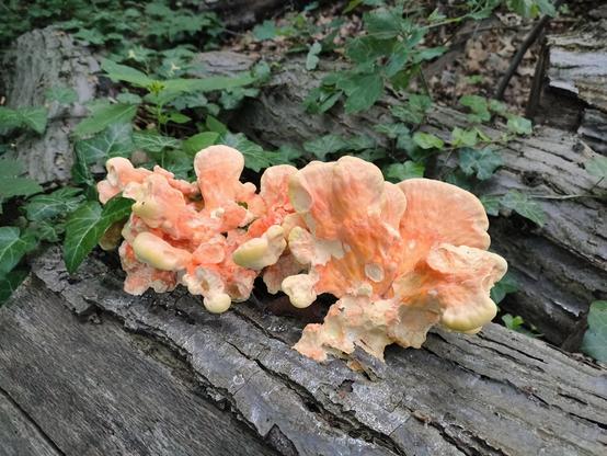 Ein auffällig orangefarbener, rosettenartig wachsender Pilz breitet sich auf einem liegenden, verwitterten Baumstamm aus. Die unregelmäßig geformten, fächerartigen Fruchtkörper zeigen helle cremefarbene Ränder und eine kräftig orange Mitte. Mehrere Pilzteile wachsen dicht zusammen und bedecken einen Abschnitt des morschen Holzes. Im Hintergrund liegen weitere umgestürzte Baumstämme zwischen grünem Efeu, anderen Pflanzen und Waldboden. Das Holz ist deutlich verwittert und teilweise zerfallen. 