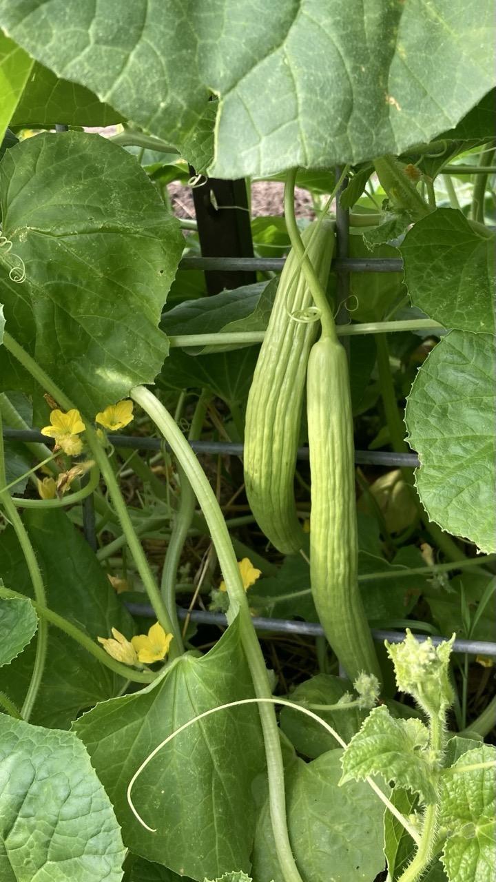 Two light green cucumbers with furrowed skin are hanging down on the trellis (cattle panel).  They fruits are about 9 inches / 20 cm long.  Lots of small yellow flowers among large green leaves.
